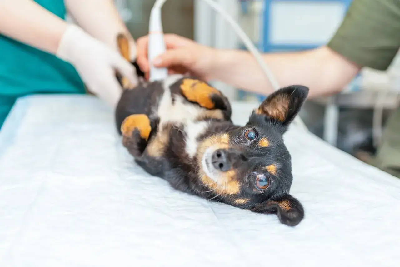 Veterinarian uses ultrasound to check if your dog is pregnant. A small dog lies on its back, looking at the camera.