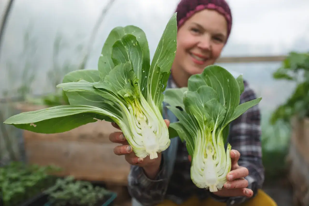 Glad odlare visar upp färsk pak choi som blommar i växthuset.