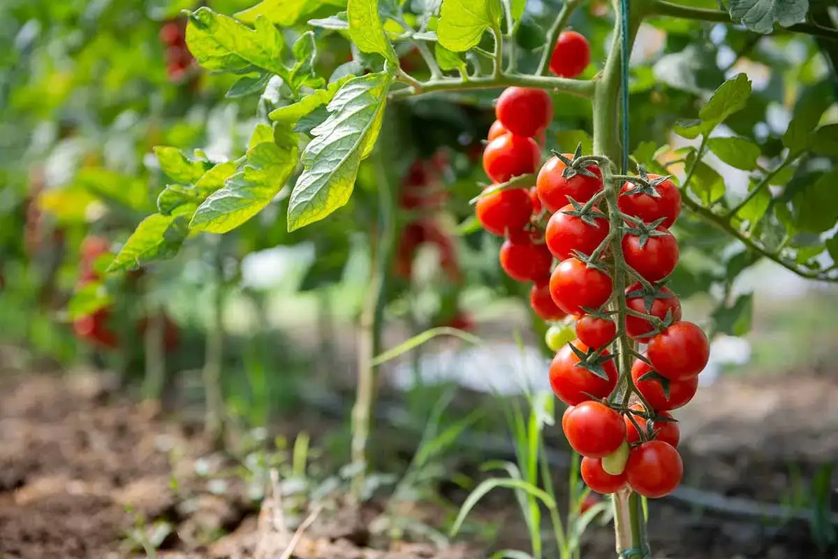 Grappe de tomates rouges, une variété tomate sucrée, mûrissant sur la plante dans un jardin.