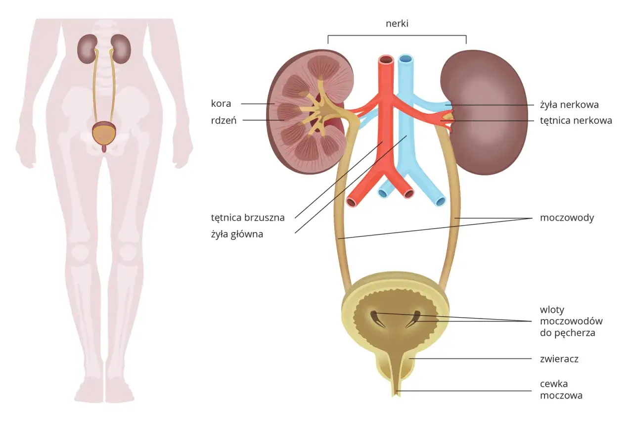 Nerki anatomia i funkcja