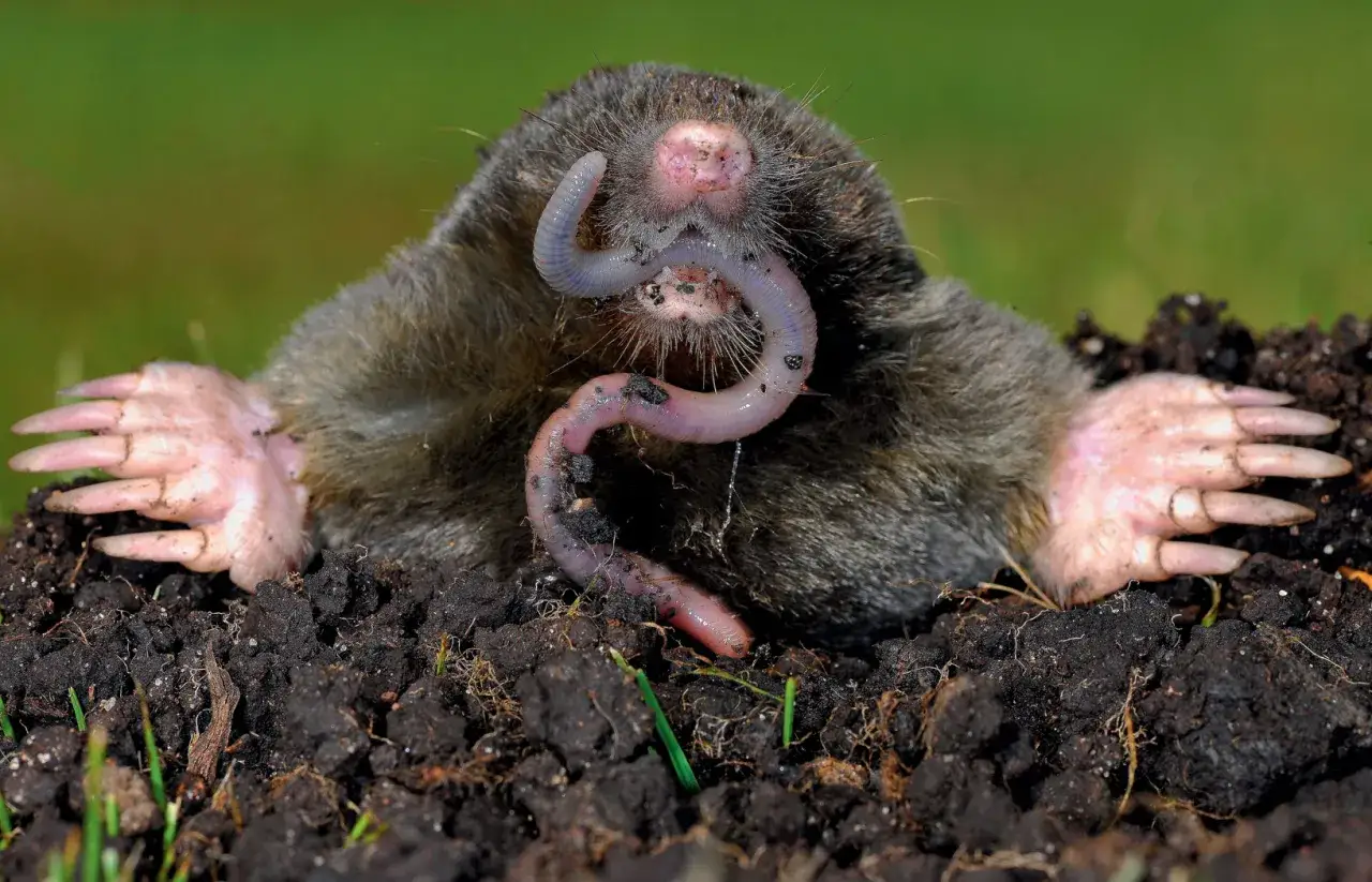 Różnorodność życia w glebie makro i mikrofauna