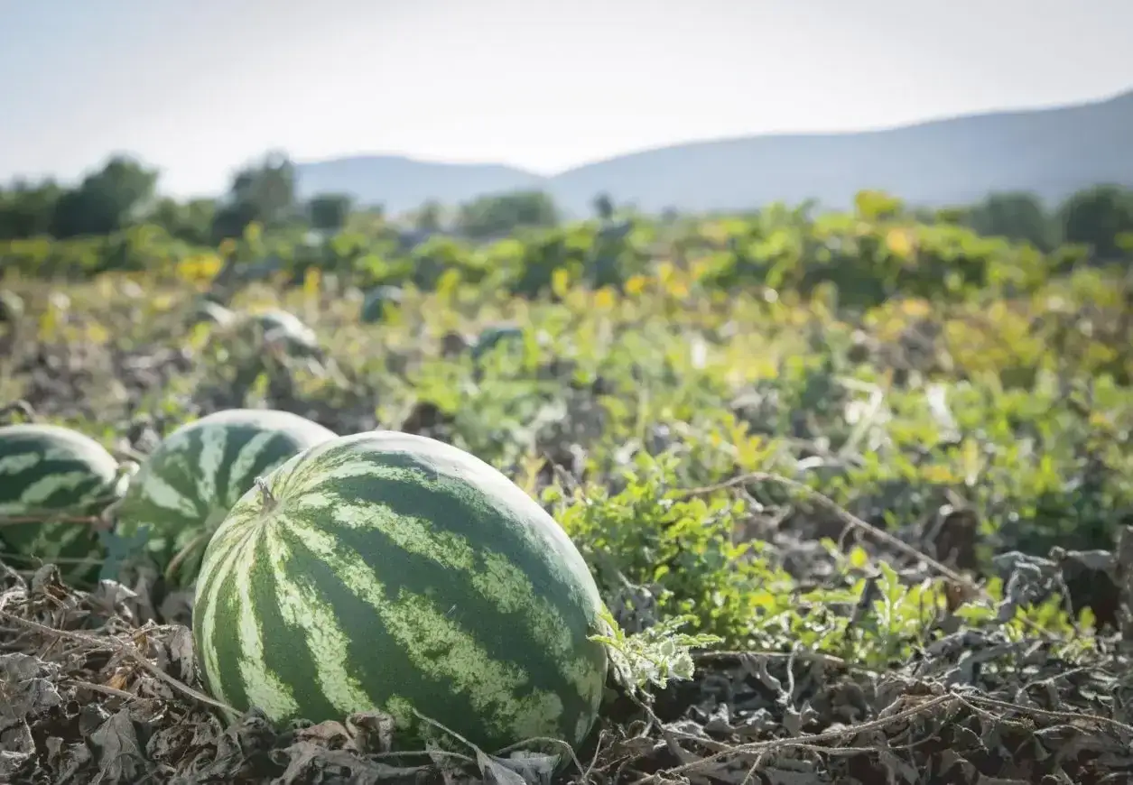 Angurie mature pronte per essere raccolte in un campo soleggiato. Il lavoro per coltivare angurie è ripagato da questi frutti succosi.