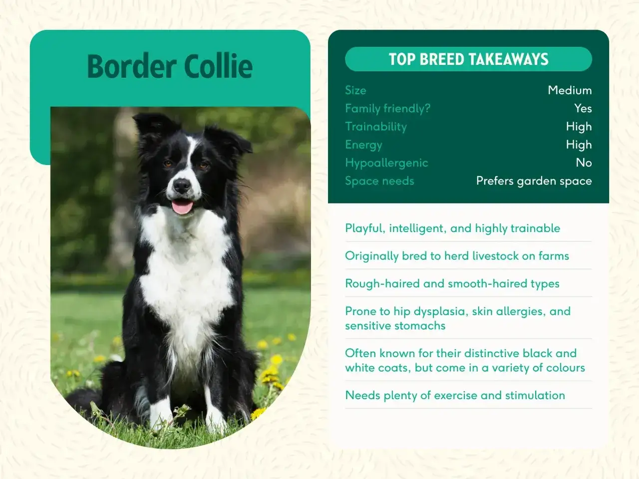 Inteligentny border collie, jak wygląda ten pies? Czarno-biały, siedzi na trawie, gotowy do zabawy.