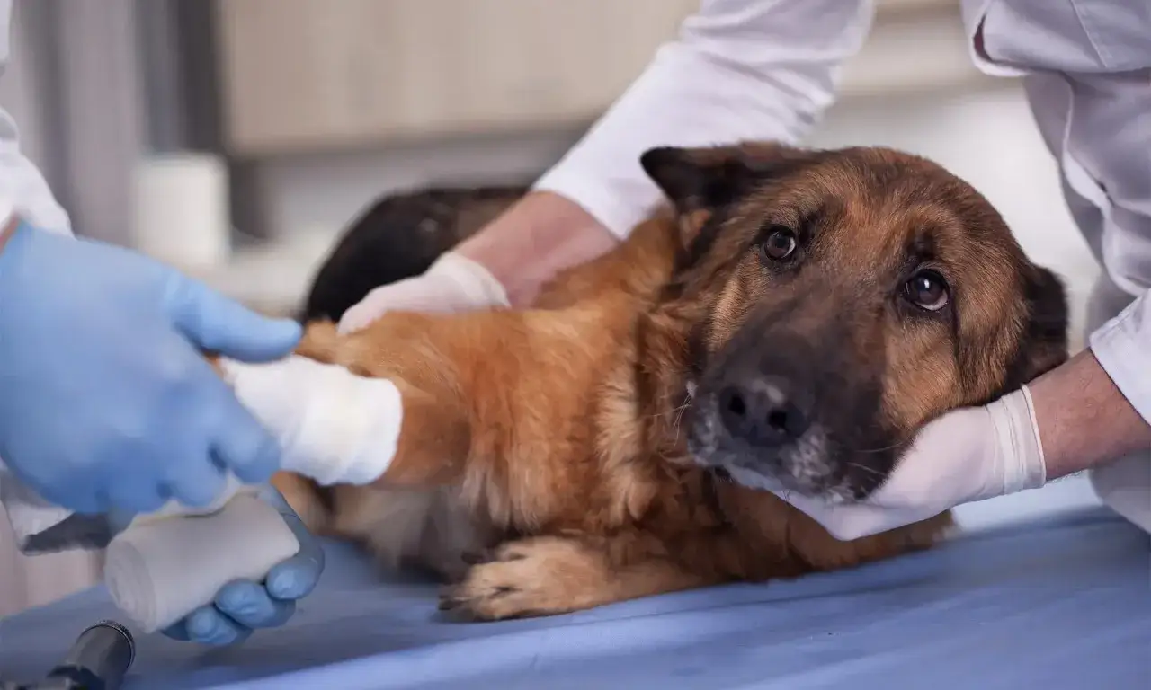 Veterinarios vendan la pata de un pastor alem&aacute;n. Mi perro tiene parvovirus y no tengo dinero.