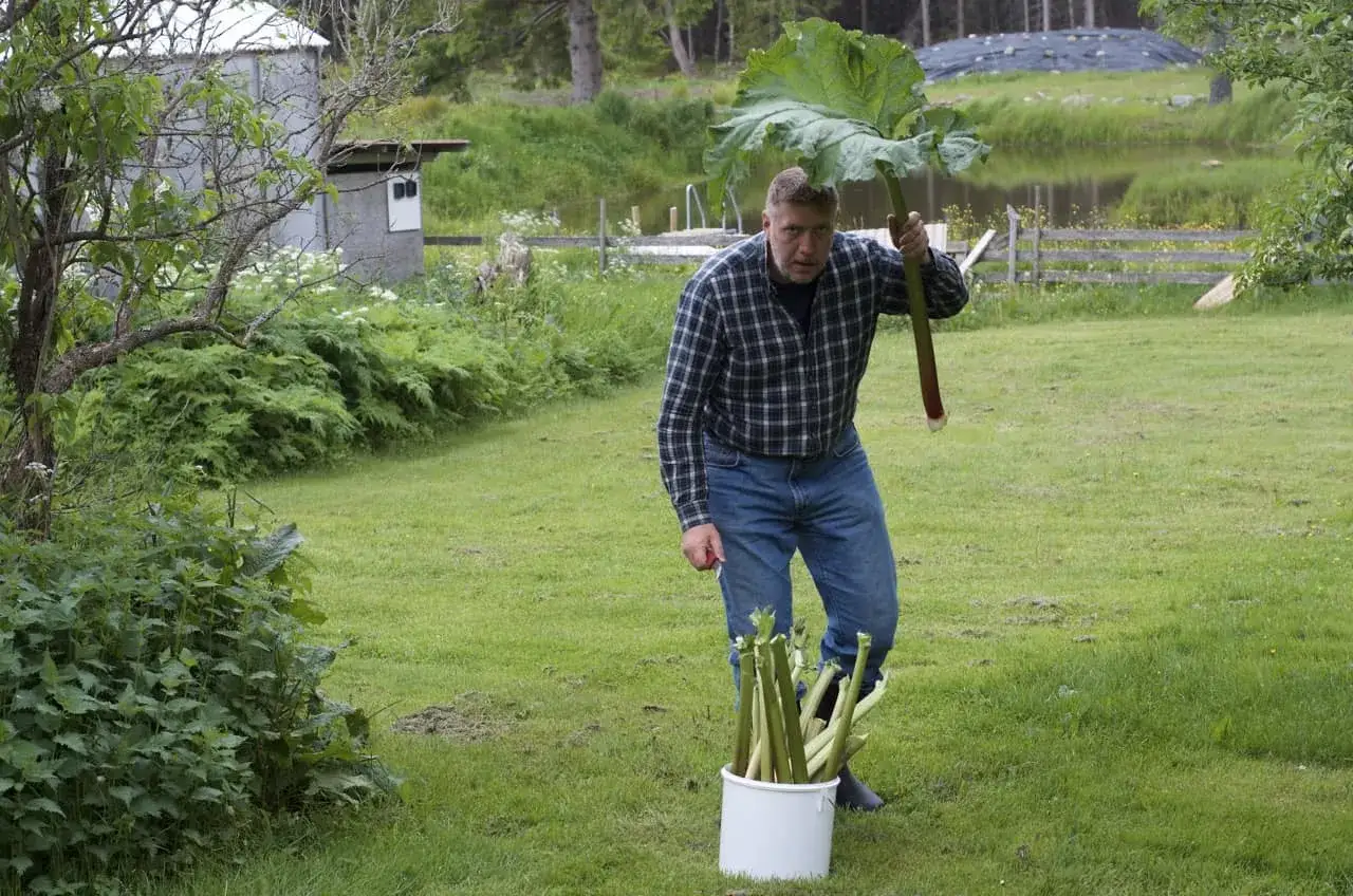 Man med en stor rabarberplanta, redo att skörda. En hink med rabarber står på gräsmattan. Lyckas bra med att odla rabarber!