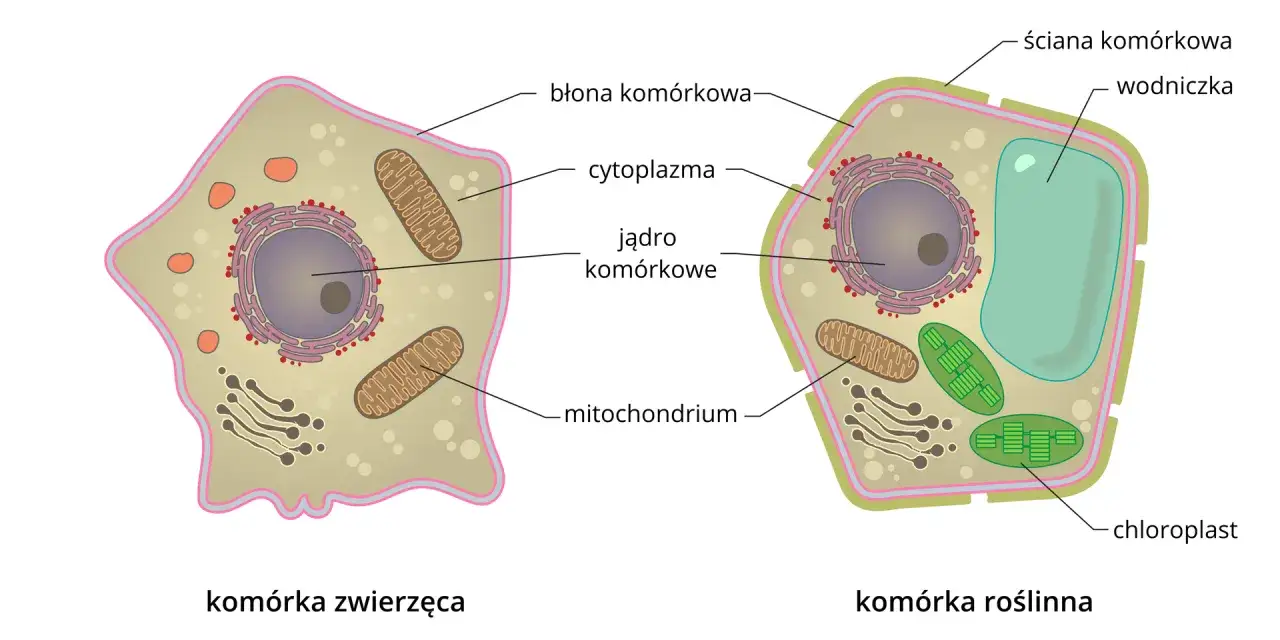 Rysunek przedstawia budowę komórki roślinnej i zwierzęcej. Komórka roślinna ma ścianę komórkową, wodniczkę i chloroplasty, których brakuje w komórce zwierzęcej.