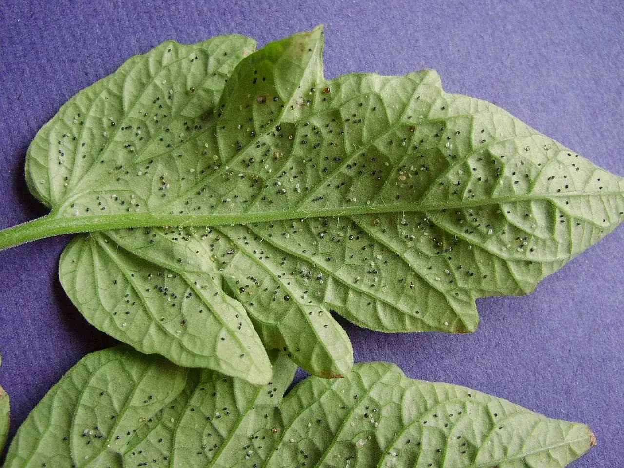 Feuilles de tomate couvertes de minuscules points noirs et blancs, signe du danger de la tomate : une infestation.