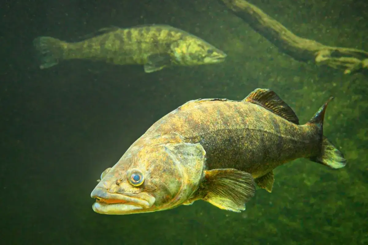 Zander schwimmen in ihrem nat&uuml;rlichen Lebensraum, einem dunklen Gew&auml;sser mit Unterwasserholz.