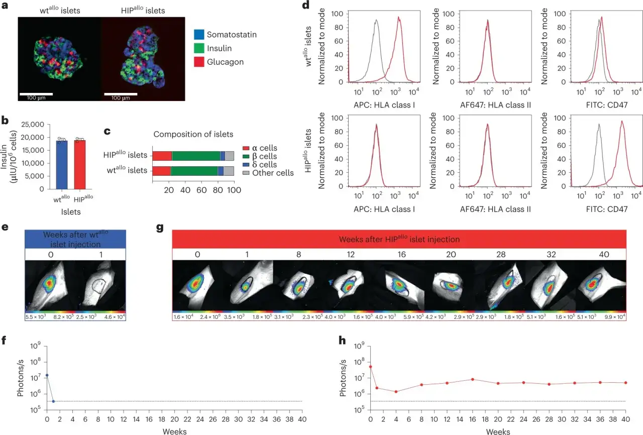 Immagine mostra cellule staminali in isolotti pancreatici, analisi di espressione genica e imaging di bioluminescenza.