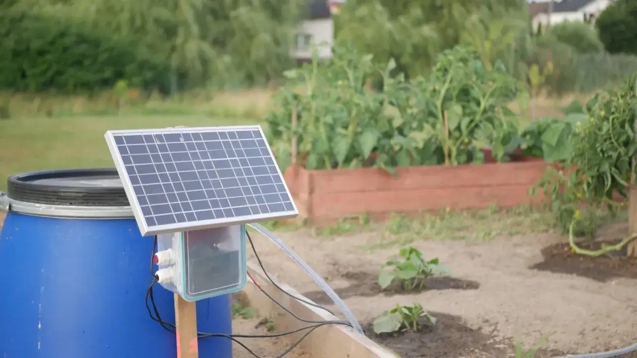 En blå tunna med solcellspanel ovanpå, del av ett system för solcellsdriven bevattning i en trädgård med tomatplantor.
