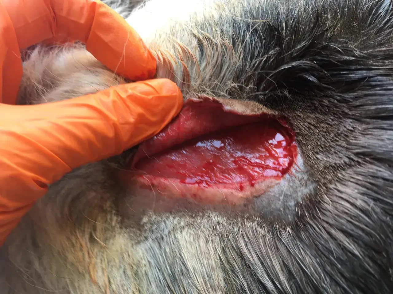 Tierarzt untersucht eine tiefe Wunde am Bein eines Pferdes. Die **Trittverletzung Pferd Behandlung** erfordert sorgf&auml;ltige Pflege.