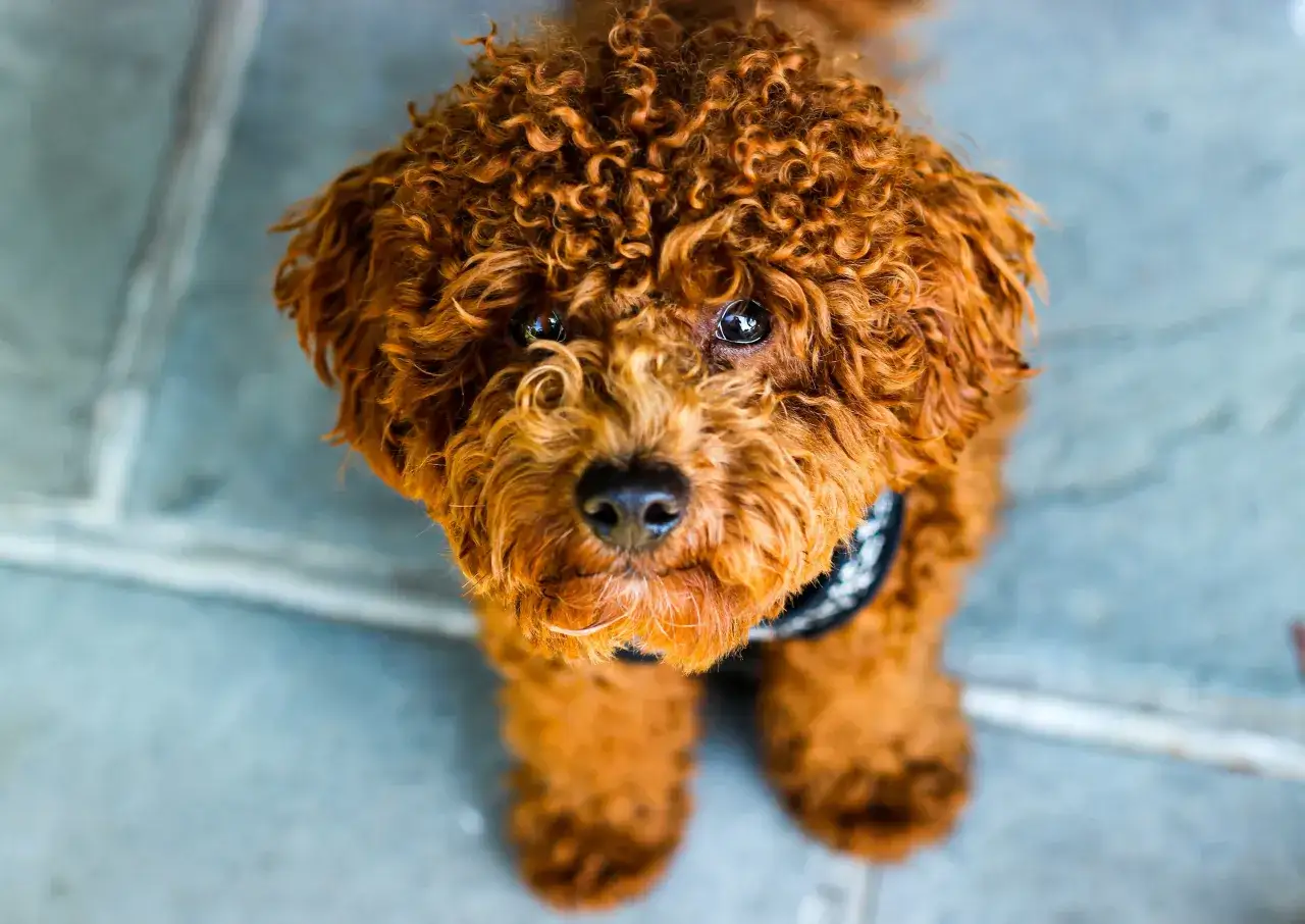 Un adorable caniche marr&oacute;n con rizos perfectos mira fijamente a la c&aacute;mara, con sus ojos brillantes reflejando el mundo.