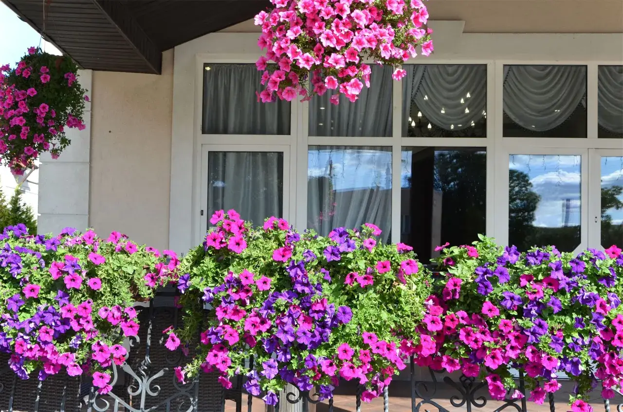 Balkon ozdobiony bujnymi petuniami w odcieniach różu i fioletu. Idealne kwiaty na balkon, tworzące barwną kaskadę.
