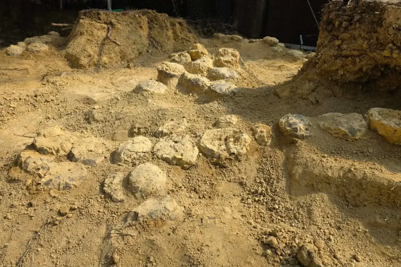 Odkryte w ziemi skamieniałe jaja dinozaura, świadectwo prehistorycznego życia.