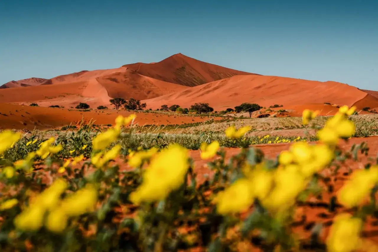 Namibia: pogoda sprzyja kwitnieniu pustyni. Pomarańczowe wydmy kontrastują z żółtymi kwiatami i zielenią.