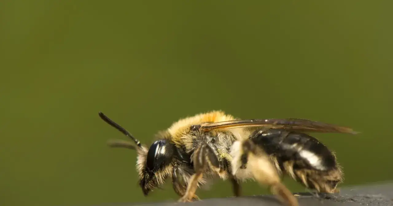 Puszysty trzmiel z bliska, z czułkami skierowanymi do przodu. Czy trzmiel gryzie? Raczej nie, chyba że poczuje się zagrożony.