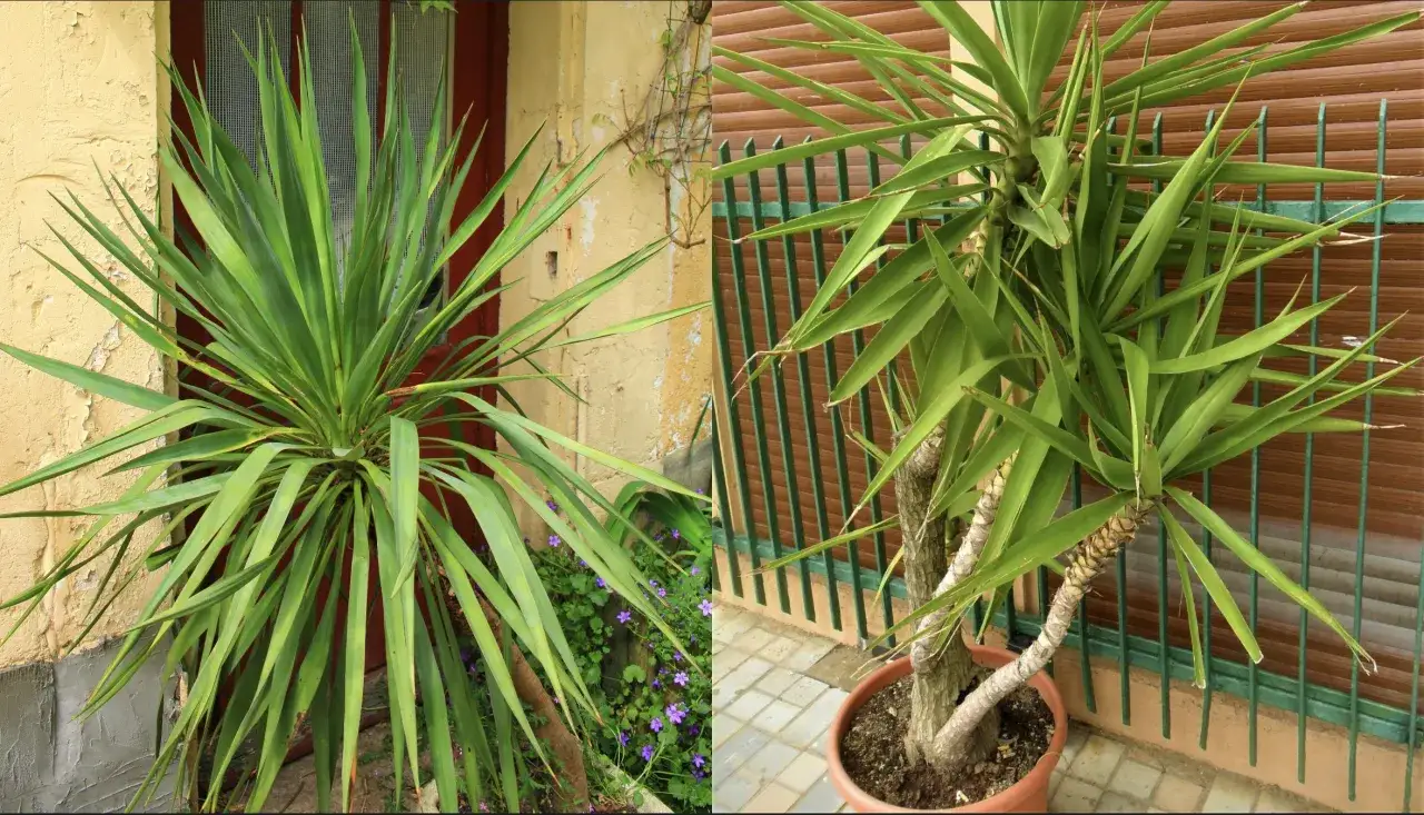 Due yucca, una con foglie verdi rigogliose e l'altra con qualche foglia gialla, crescono vicino a un muro scrostato e una recinzione.