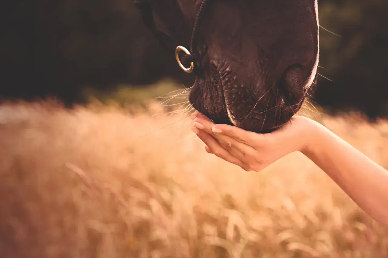 Un cheval brun savoure une friandise dans une main tendue, comme si c'&eacute;tait de l'huile d'olive.