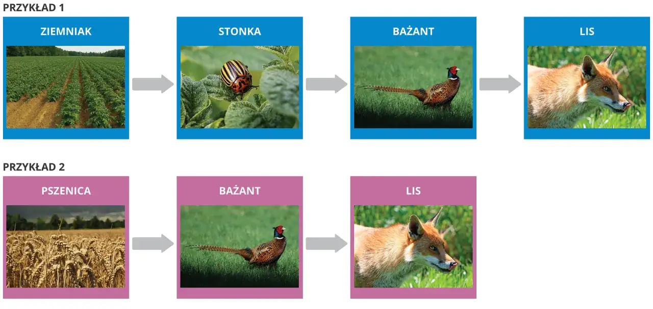Łańcuch pokarmowy: ziemniak -> stonka -> bażant -> lis. Lis nie jest destruentem.