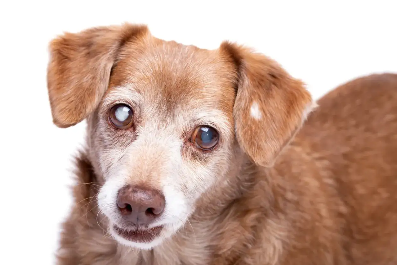 Primer plano de un perro mayor con cataratas en los ojos. Su pelaje es marrón rojizo y tiene algunas canas alrededor del hocico.