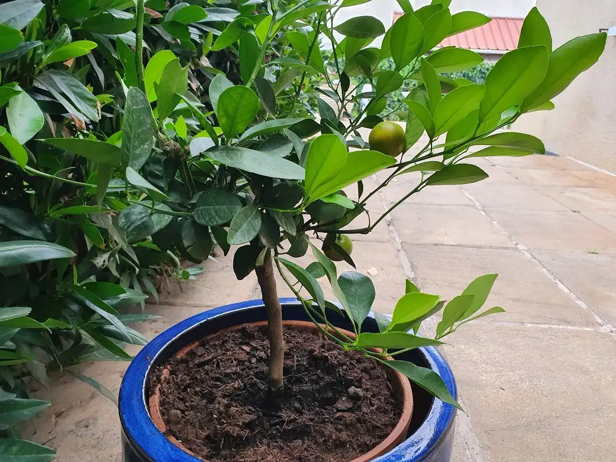 Jeune citronnier en pot bleu, montrant l'évolution de ses fruits verts.