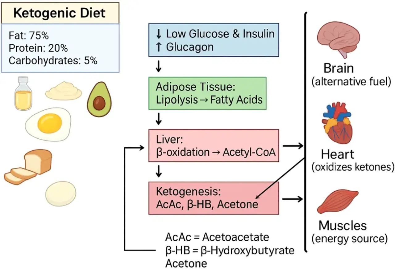 Schemat diety ketogenicznej: niskie węglowodany, wysoki tłuszcz. Opisuje procesy metaboliczne, które zachodzą podczas głodówki i diety ketogenicznej.