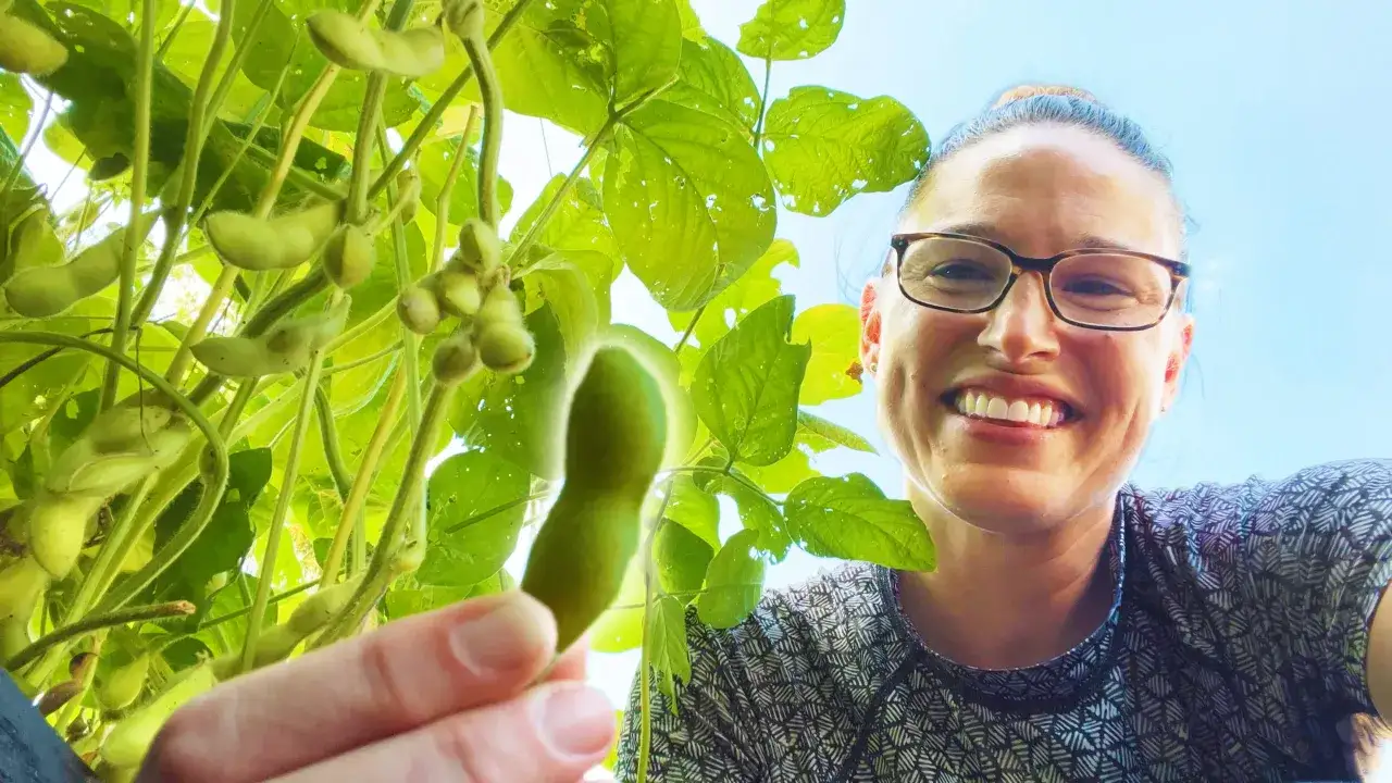 L&auml;chelnde Frau inspiziert eine reife Edamame Pflanze mit ihren gr&uuml;nen Schoten.