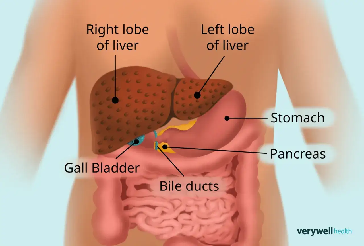 Anatomia wątroby, żołądka i trzustki. Nadmierne spożycie alkoholu może uszkodzić wątrobę.
