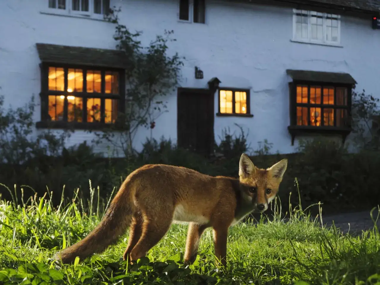 Ein Rotfuchs steht im Gras vor einem Haus mit beleuchteten Fenstern. Man fragt sich, wie bellt ein Fuchs in dieser nächtlichen Szene.
