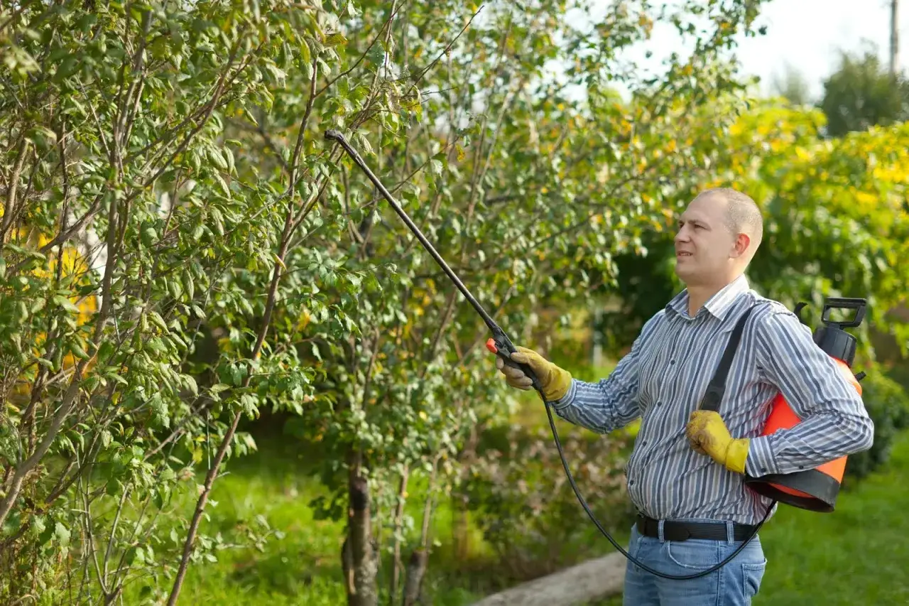 Un homme pulvérise un arbre avec un produit, peut-être pour sa bouillie bordelaise composition. Il porte des gants jaunes et un sac à dos pulvérisateur.