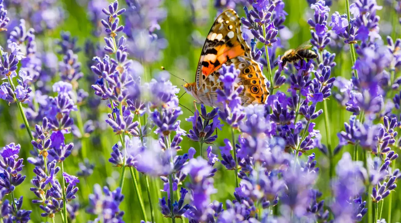 Motyl i pszczoła odwiedzają piękne, fioletowe **lawenda odmiany**.