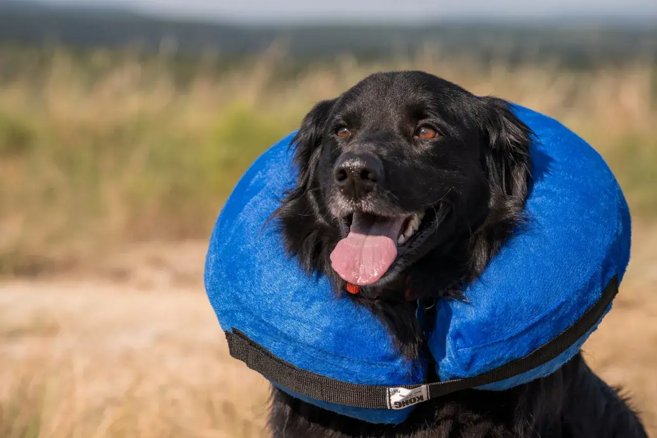 Un chien noir porte une collerette bleue gonflable, la langue sortie, dans un champ d'herbes sèches.