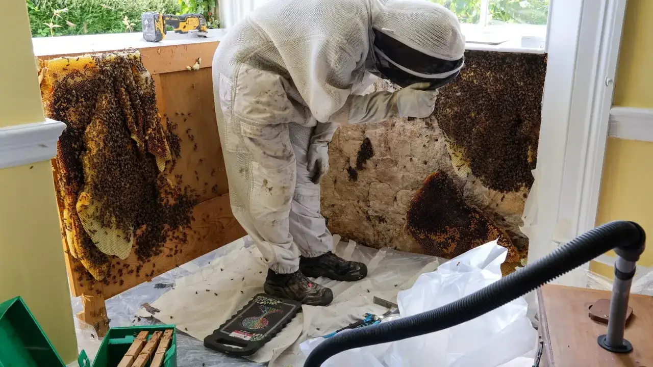 Apicultor con traje protector trabajando para eliminar abejas de una pared, extrayendo panales.
