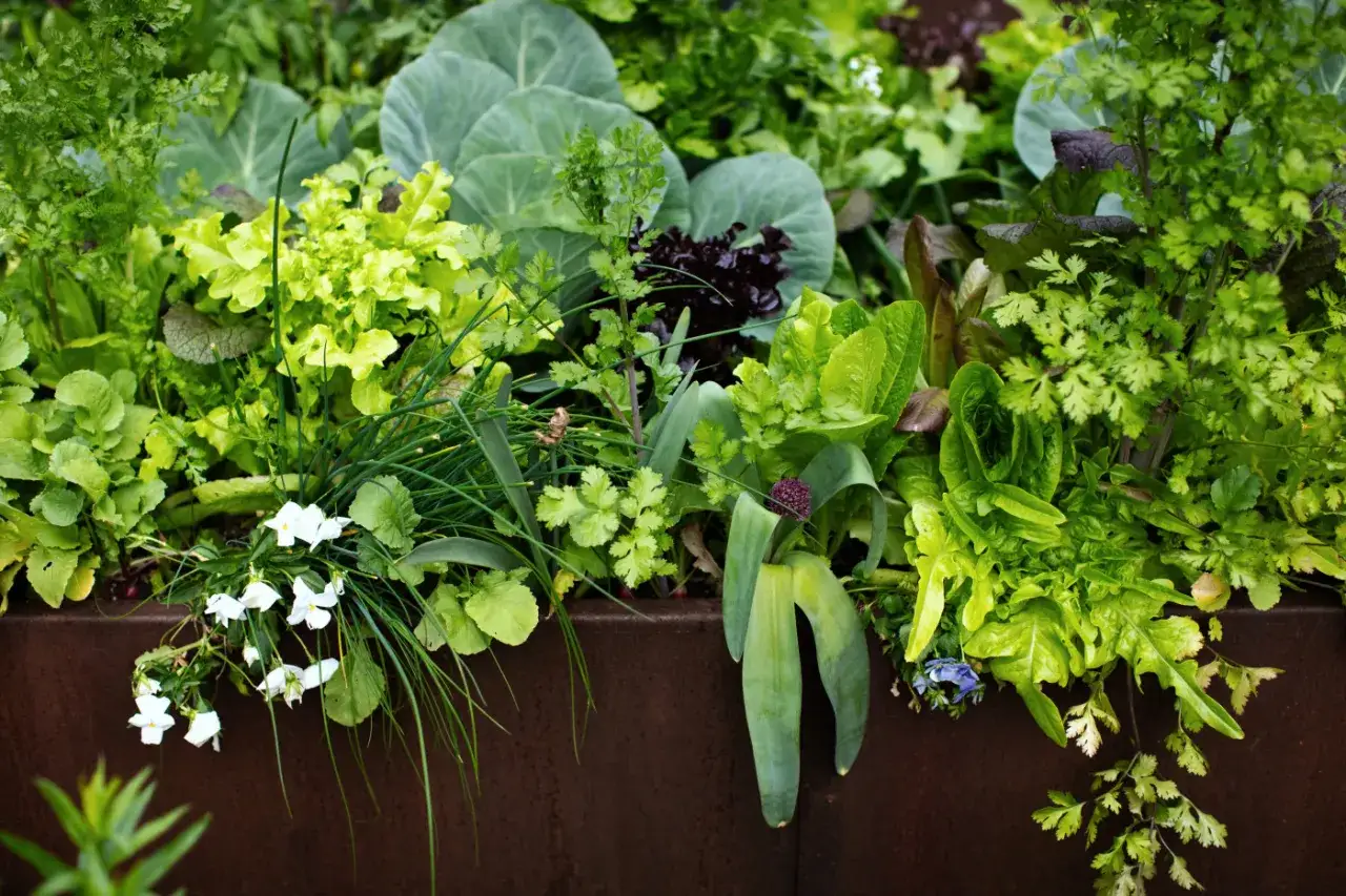 A lush garden bed overflowing with vibrant greens. Cilantro companion plants thrive alongside lettuce, cabbage, chives, and delicate white flowers.