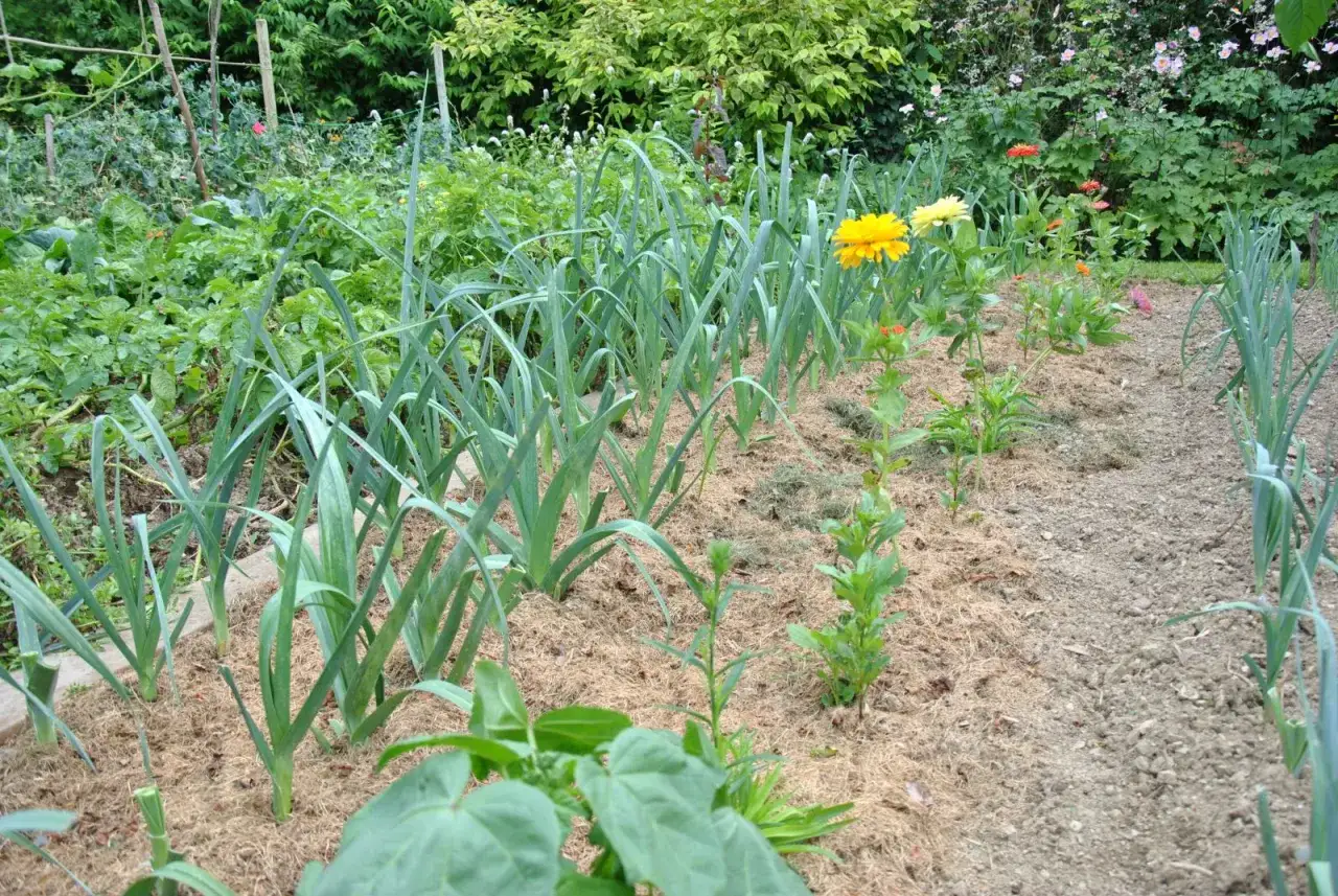 Un potager luxuriant, avec des poireaux alignés et des fleurs jaunes. L'agriculture biologique, ses avantages et inconvénients, se reflètent dans cette scène naturelle.