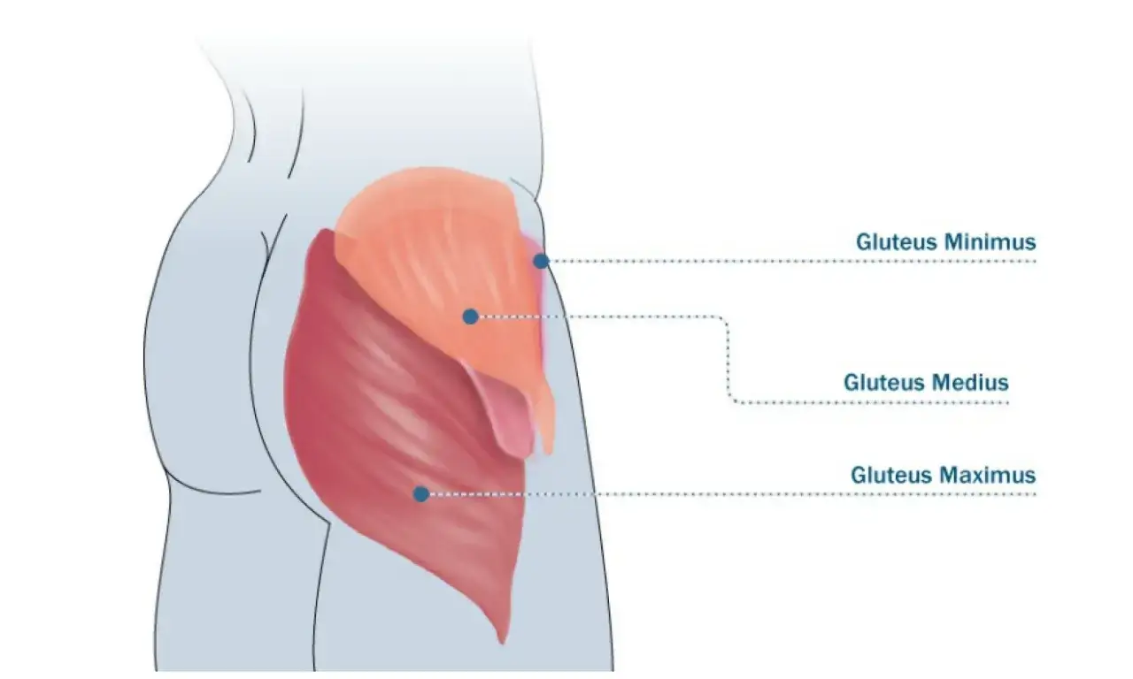 Anatomische Darstellung der Ges&auml;&szlig;muskulatur: Gluteus Minimus, Gluteus Medius und der gro&szlig;e Gluteus Maximus.