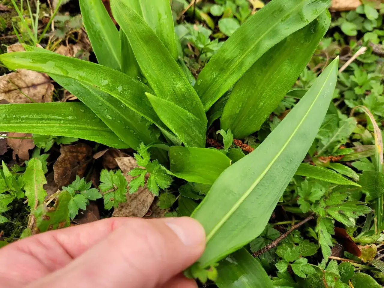 Main verte, une main tient une feuille d'ail des ours, pr&ecirc;te pour une recette.