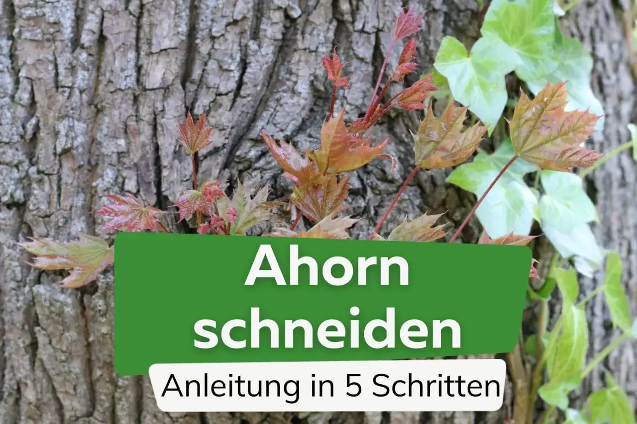 Junge Ahorn-Triebe mit roten und grünen Blättern wachsen neben einer Baumrinde. Text: