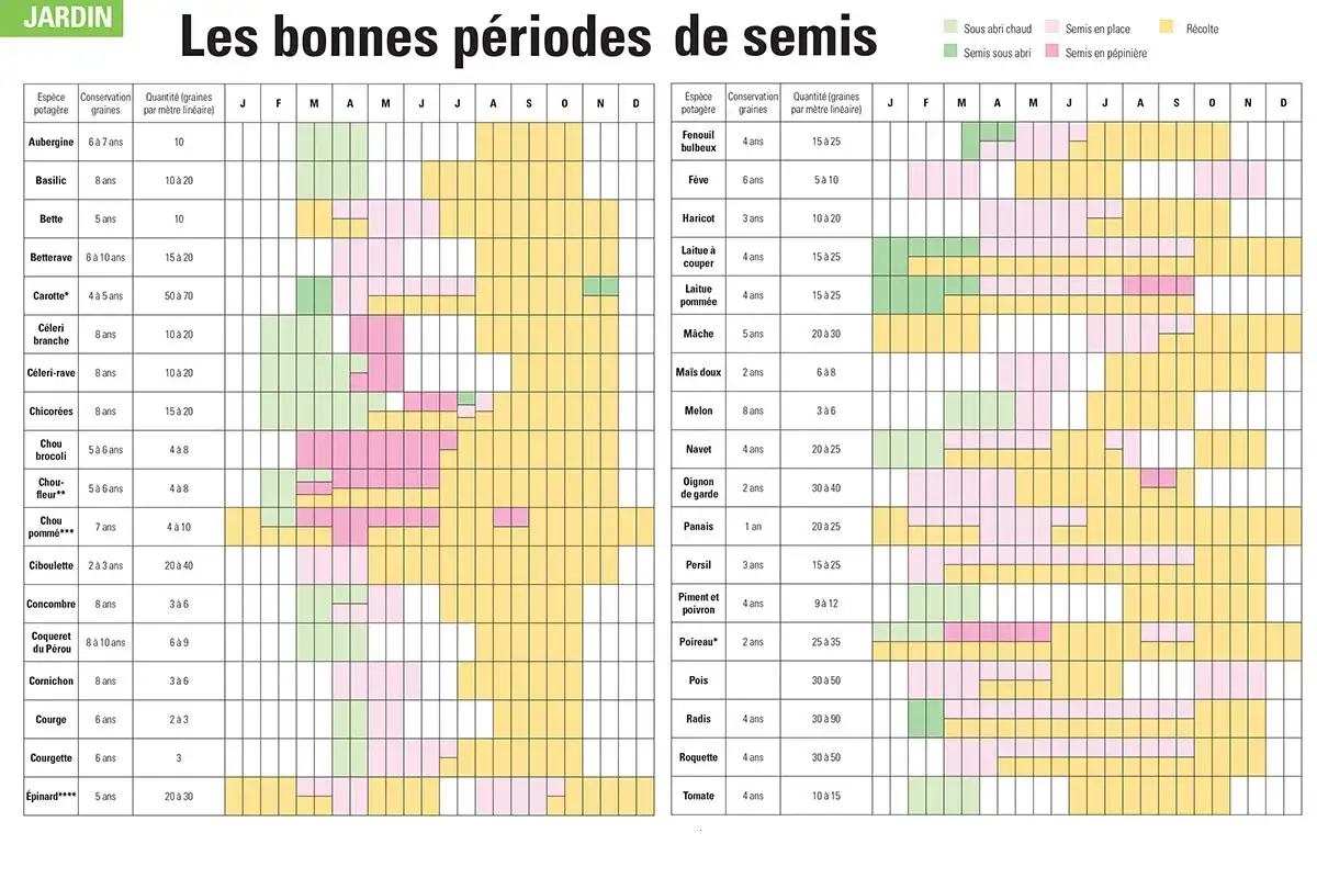 Calendrier des semis : semer haricots verts en pleine terre de mai à juillet, sous abri en avril. Récolte d'août à octobre.