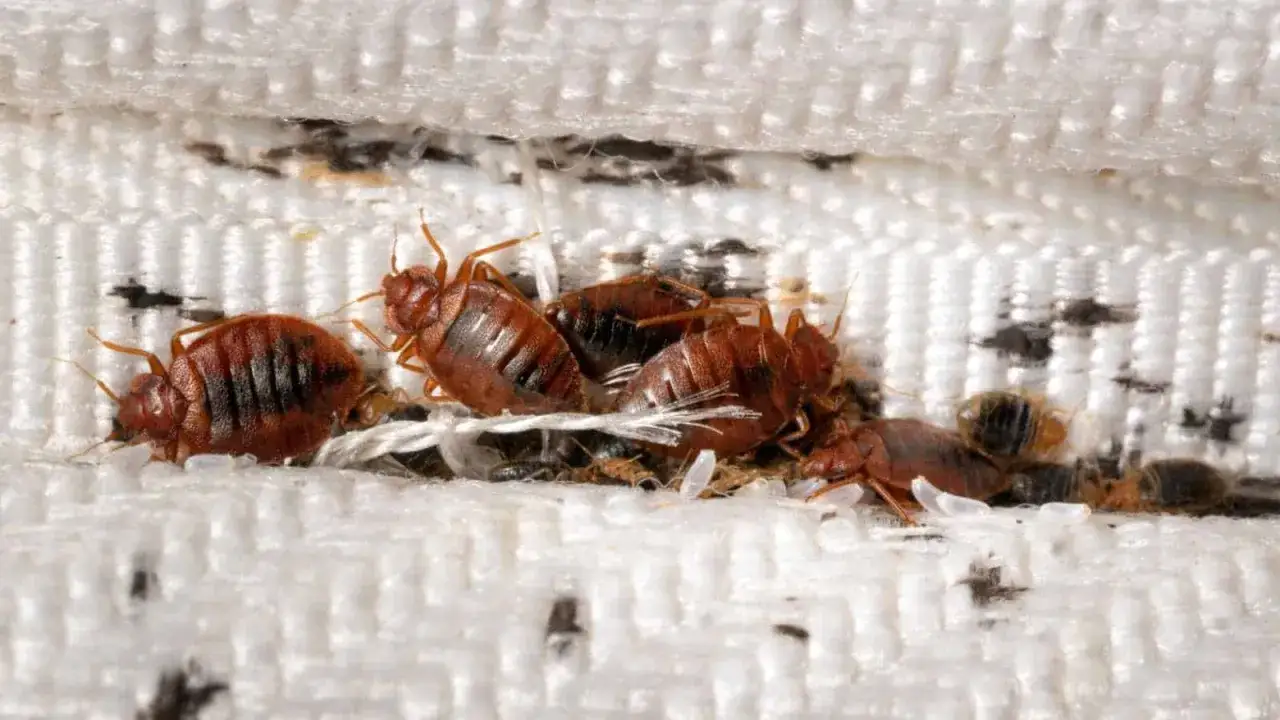 A close-up of several adult bed bugs and nymphs clustered on a white mattress seam.