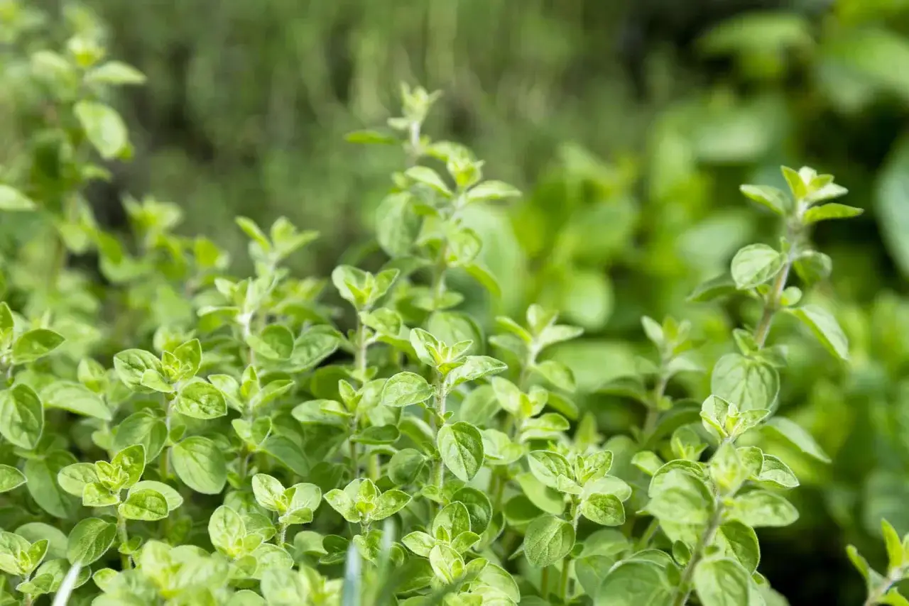Ein dichter Busch mit kleinen, hellgrünen Blättern zeigt, wie Oregano aussieht. Die zarten Stängel wachsen üppig und laden zum Ernten ein.