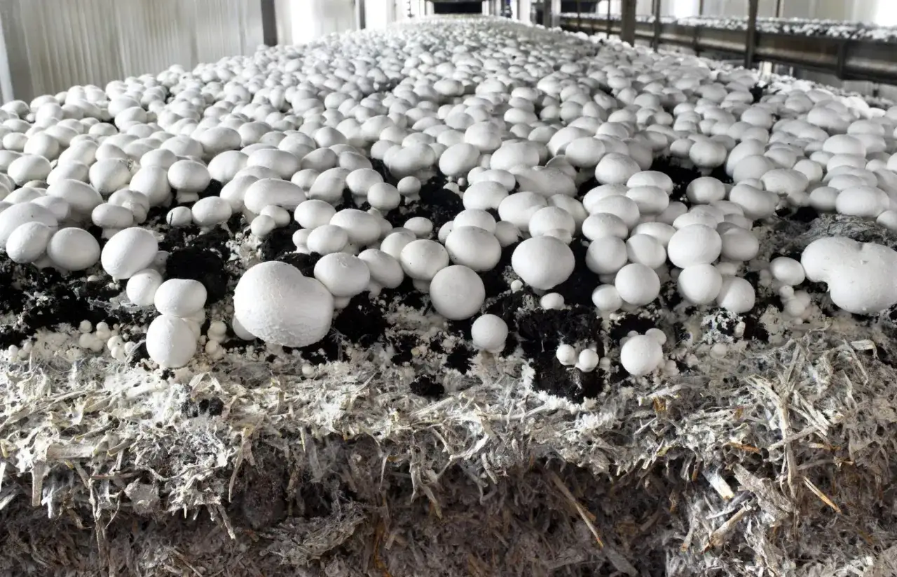 Un extenso cultivo de champi&ntilde;ones blancos y redondos brota de un lecho de sustrato oscuro y fibroso, prometiendo una cosecha abundante.