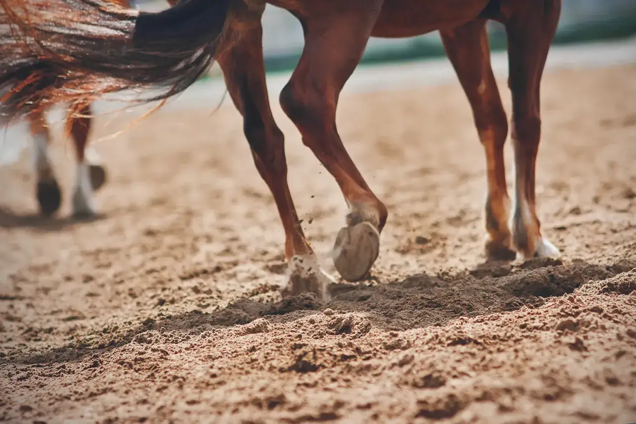 Pieds de chevaux dans le sable, un jour ensoleillé au lido de Camaiore.