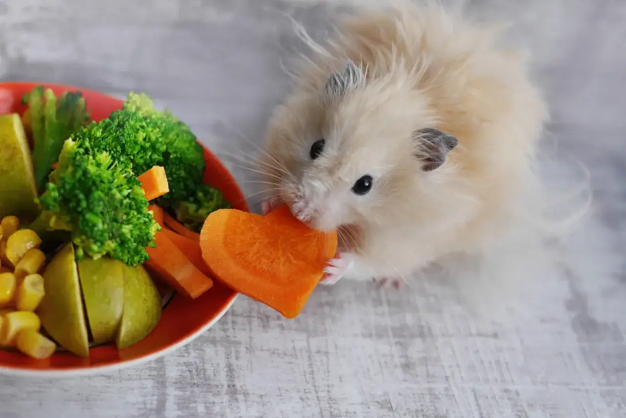 Puszysty chomik zajada marchewkę w kształcie serca. Na talerzu obok brokuły, jabłko i kukurydza. Tak właśnie wygląda zdrowa dieta, co jedzą chomiki.