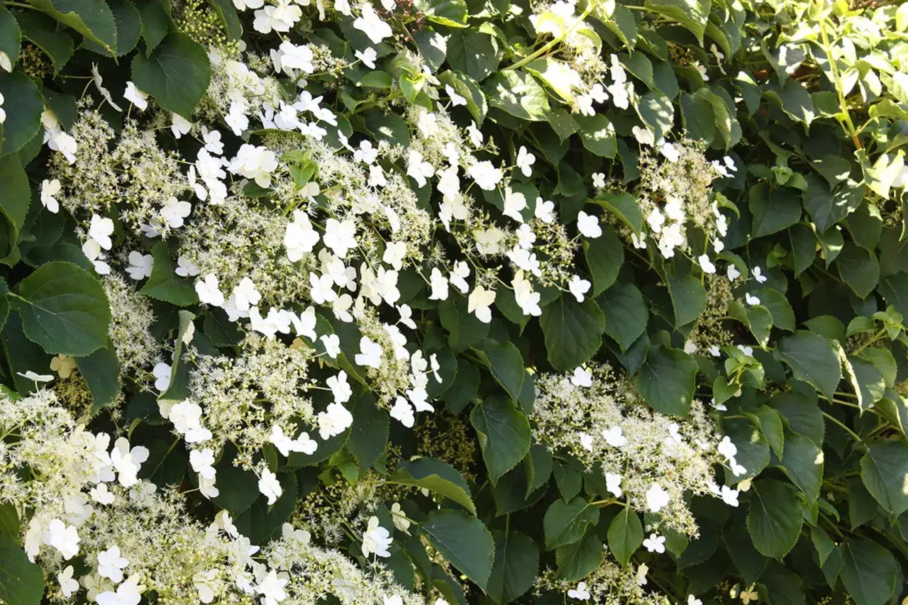 Kletterhortensie mit zarten wei&szlig;en Bl&uuml;ten und gr&uuml;nen Bl&auml;ttern. Selbst im Winter ist sie ein Blickfang.