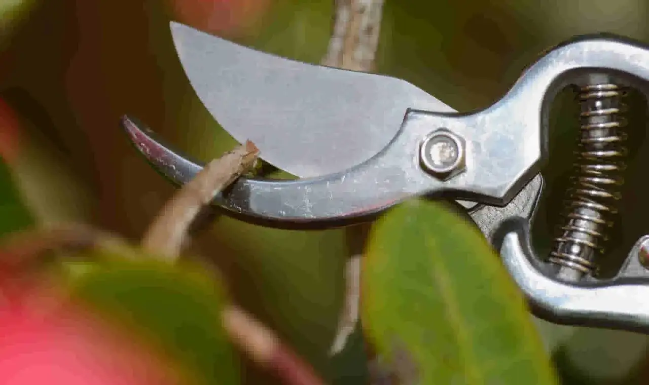 Sécateur prêt à effectuer la taille d'un rhododendron, entre feuilles vertes et bourgeons roses.