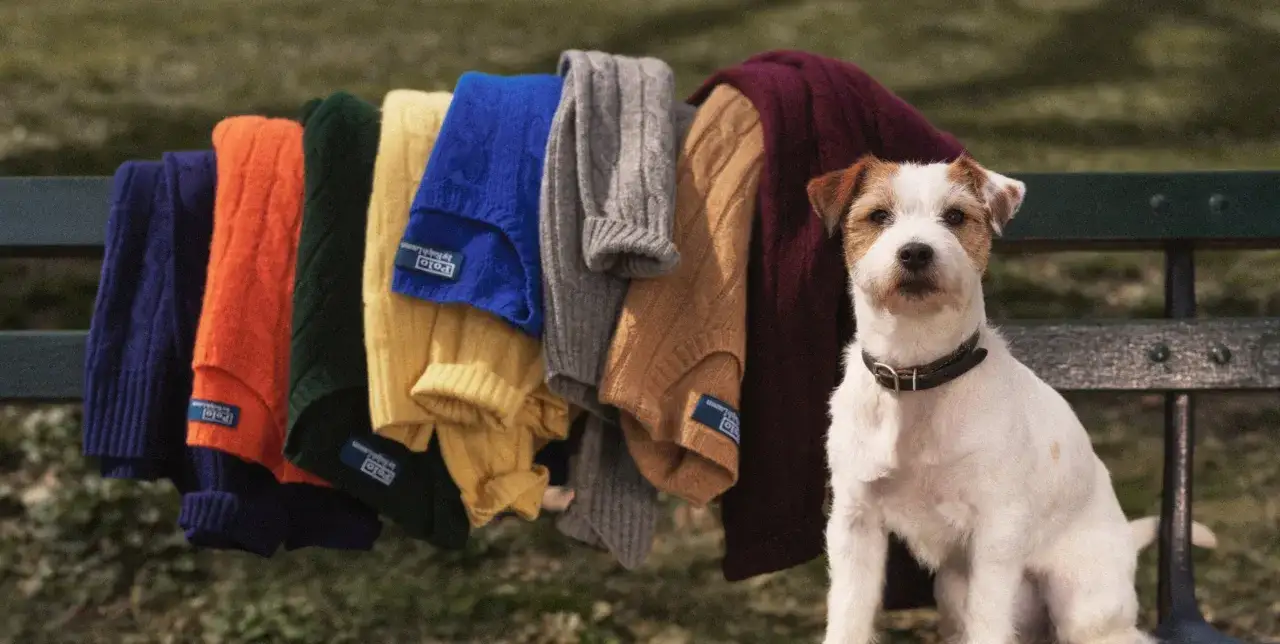 Un perro blanco y marrón sentado junto a suéteres de tejido cashmere de colores vibrantes colgados en una banca.