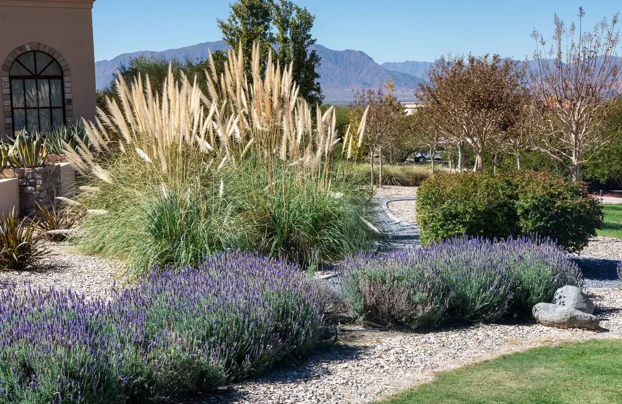 Jardin avec lavande et herbes de pampa, une plante extérieur sans entretien, sous un ciel bleu.