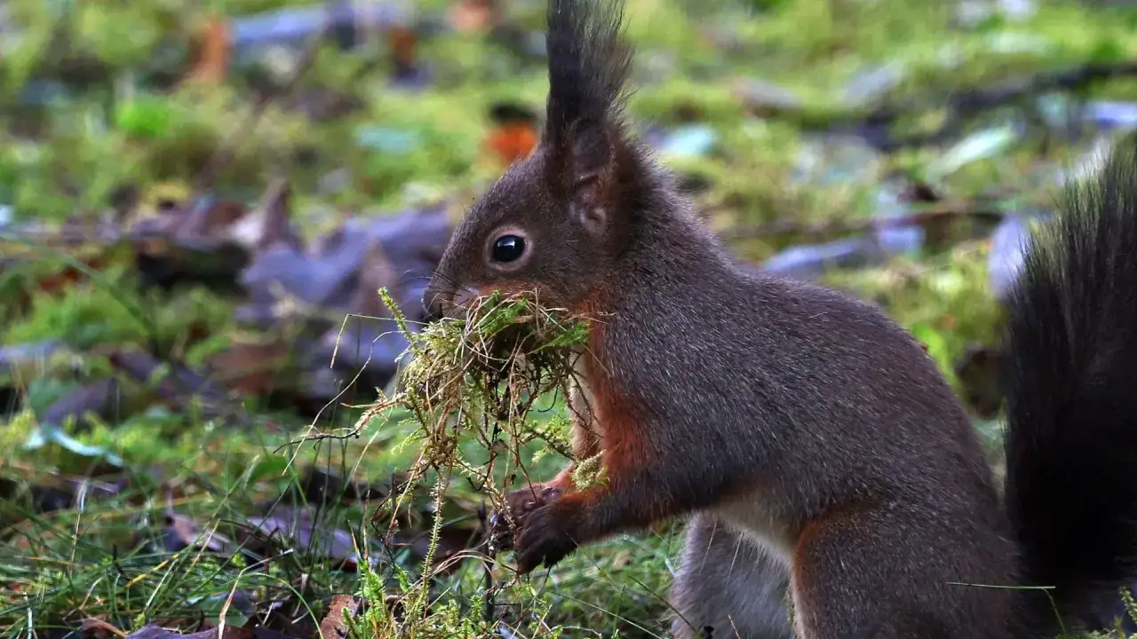 Ein dunkles Eichhörnchen sammelt Moos und Zweige für sein Nest.