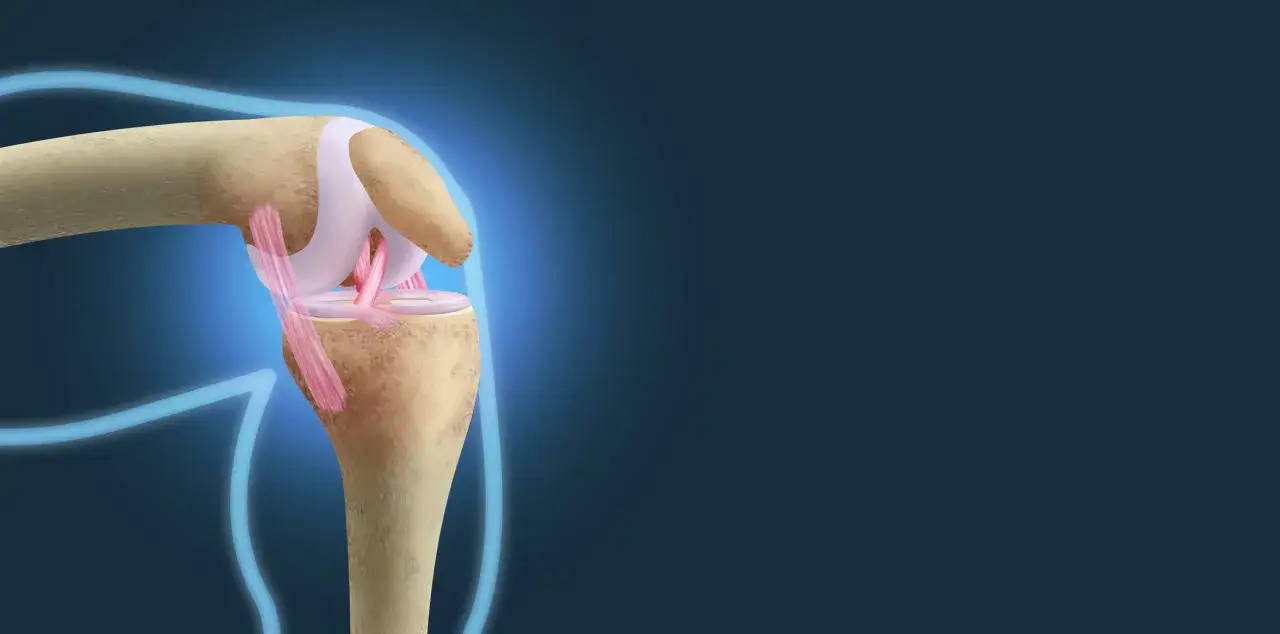 Anatomia kolana z widocznymi więzadłami, które stabilizują staw.
